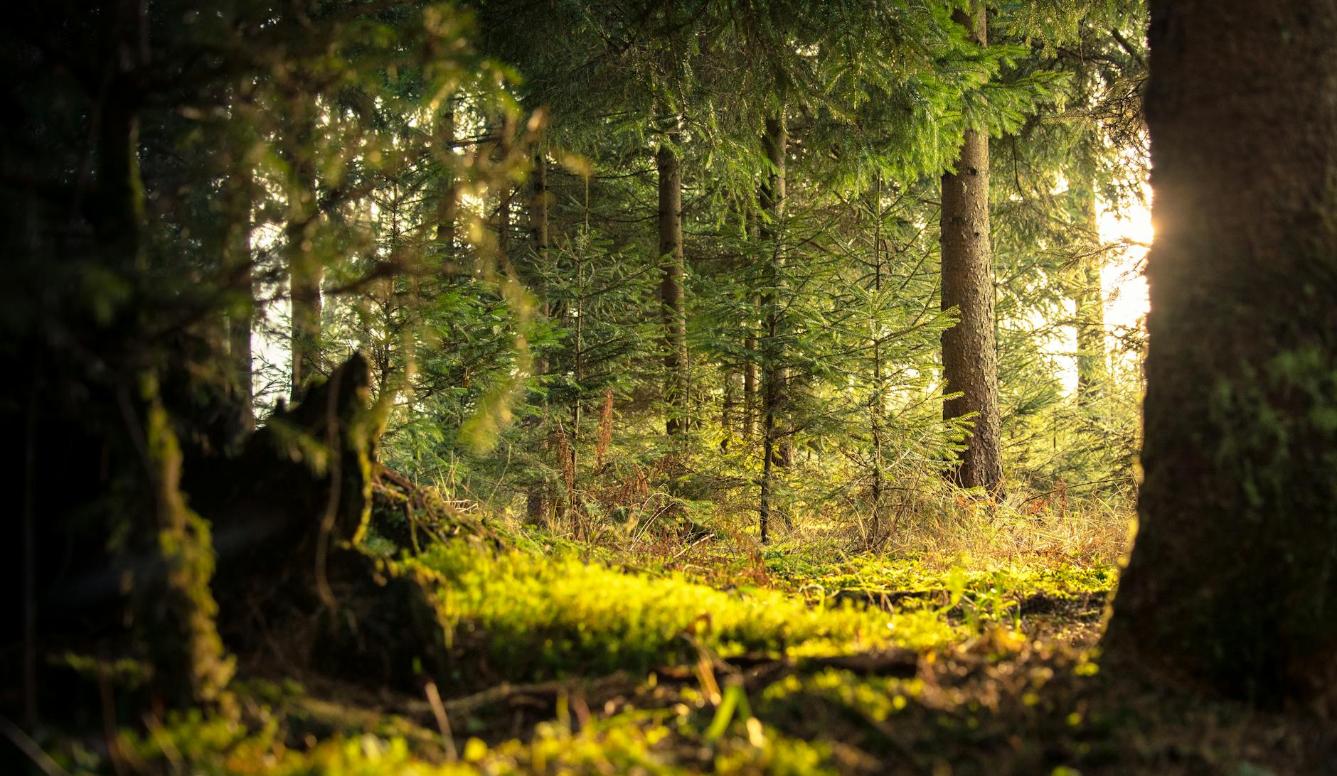 green leafed tree